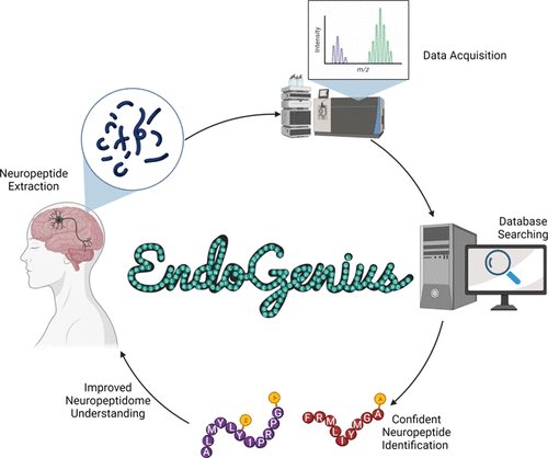 Now out in @JProteomeRes, the @LiResearch Group introduces a novel software platform, EndoGenius, to achieve more confident and comprehensive neuropeptide identifications via a novel scoring algorithm and an expansive motif database. Learn more: go.acs.org/8E0