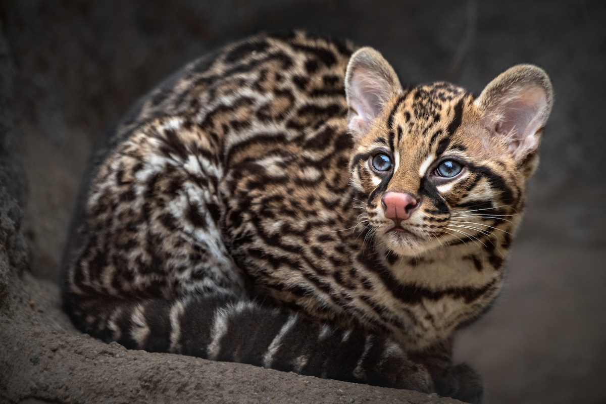 Our adorable ocelot kitten is growing bigger every day! Have you seen him yet? He can be found with his mother in the ocelot habitat in the South America section of the Zoo.
#Ocelot #Kitten #ZooBabies