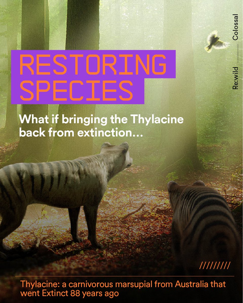 rewild's tweet photo. (1/3)❓What if bringing the Thylacine back from extinction could pull living species back from the brink of extinction?
#rewild #itiscolossal #rewilding #conservation #bioscience https://t.co/k5yJD0EtoV