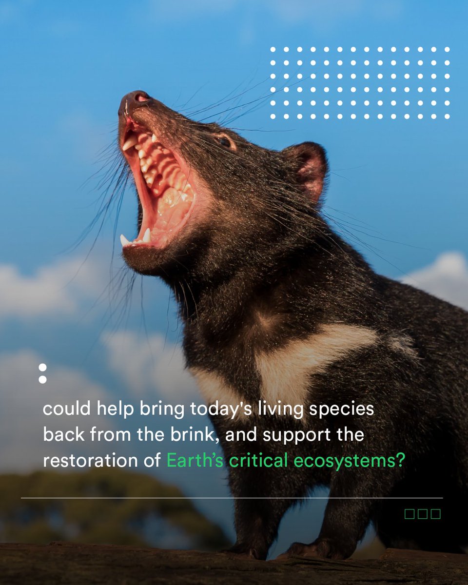 rewild's tweet photo. (1/3)❓What if bringing the Thylacine back from extinction could pull living species back from the brink of extinction?
#rewild #itiscolossal #rewilding #conservation #bioscience https://t.co/k5yJD0EtoV