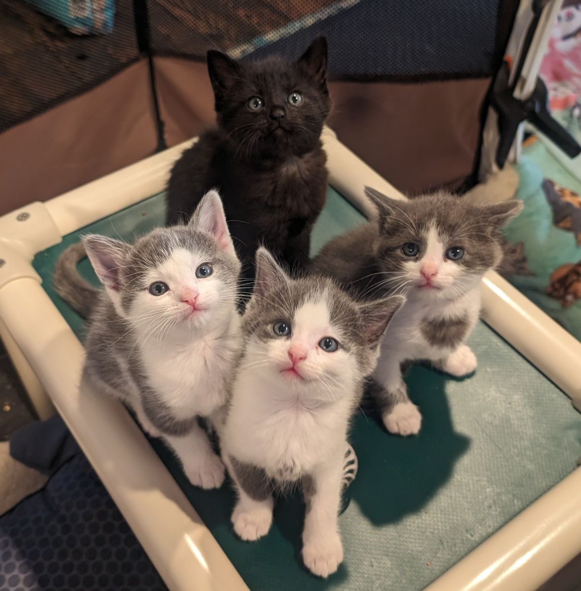 Have you considered fostering?  Kitten season is coming and it is a fun way to impact.  kyhumane.org/get-involved/f…