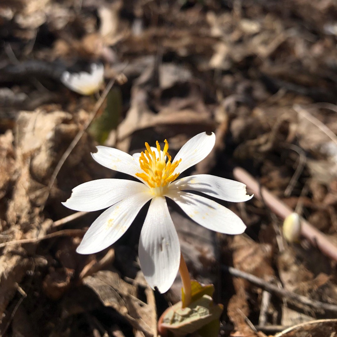 Found in the woodlands of eastern North America, Sanguinaria candensis is an early bloomer that signals the arrival of spring. The flowers emerge before the leaves, and stand naked against the leaf litter. By mid-summer they set seed and often retreat to emerge again next year.