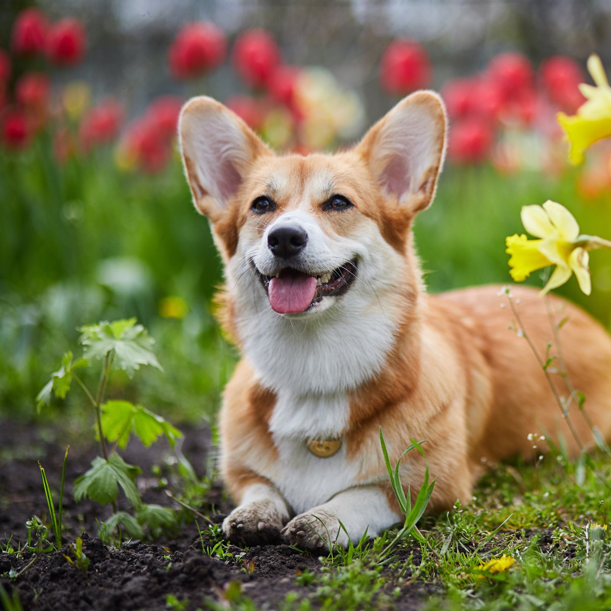 FluffnClick's tweet photo. The only drama I need in my life is the daily soap opera starring my mischievous dog! 🐾

#pets #petstagram #petsofinstagram #petsagram #petsofig #petshop #petscorner #petsgram #petsitting #petsmart #petsitter #petsoninstagram #petsofinsta #petsarefamil https://t.co/iNMiLbv15r