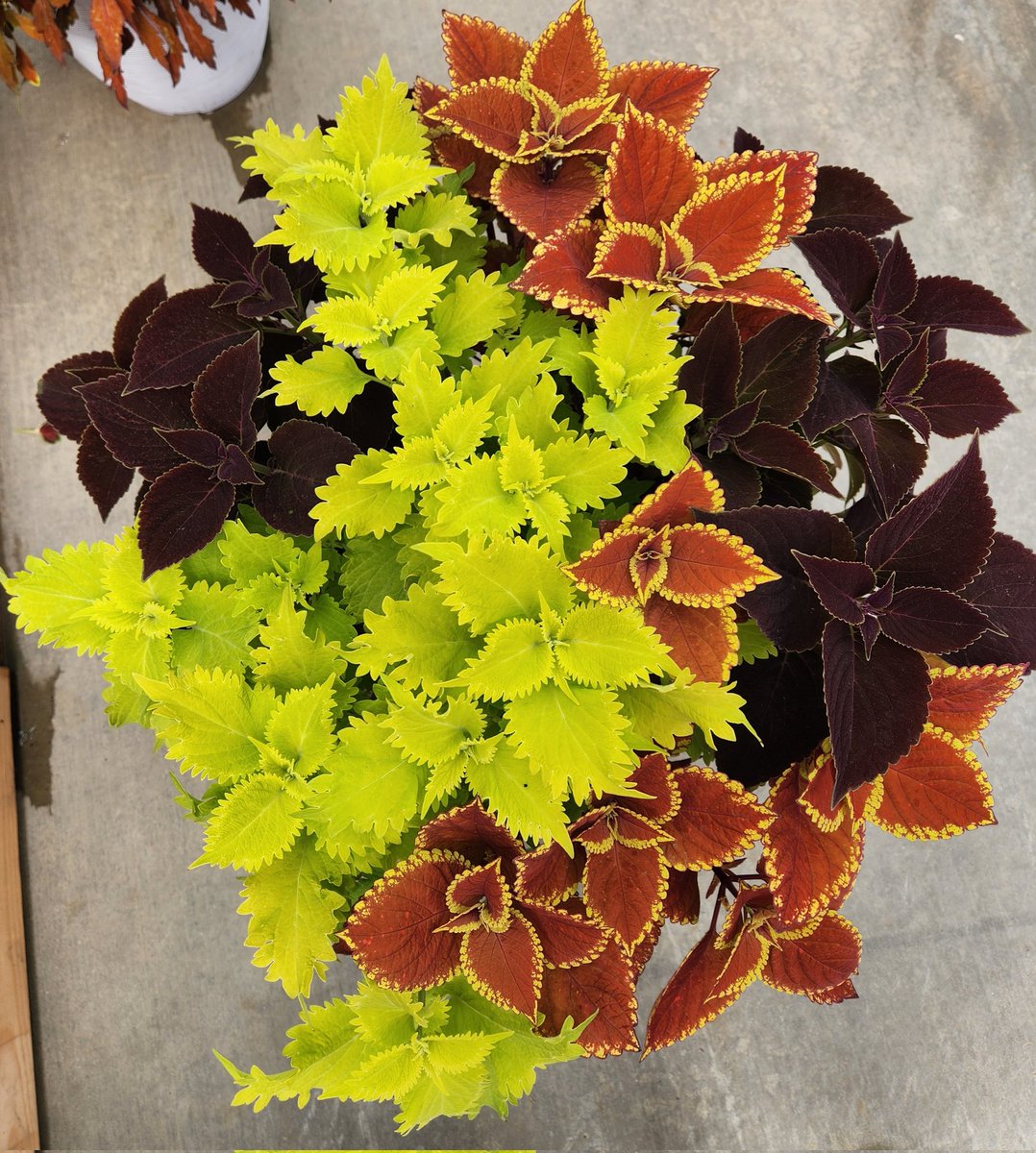 TriedTruePlants's tweet photo. More #plant geeking...
I love this #Coleus combo. 💕 This goes to show that you don't always have to plant petunias for showy #containers. These colourful #foliage plants provide vibrancy, texture, and low maintenance. 
#garden #gardening #gardeners #plants #containergardening https://t.co/t3YP6JBoTI