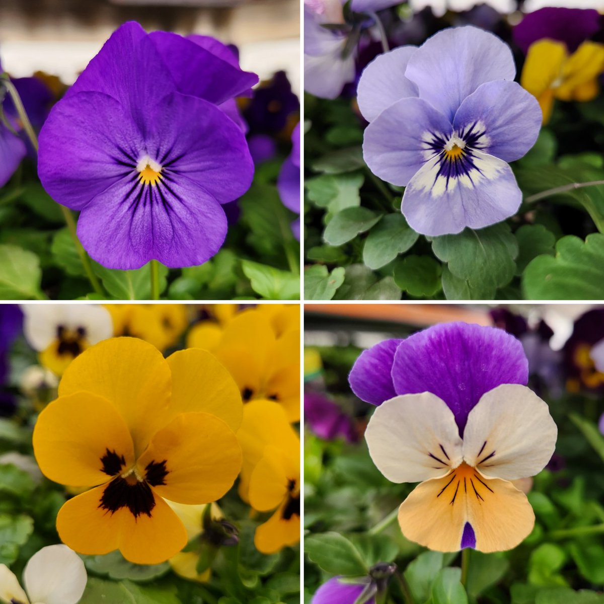 TriedTruePlants's tweet photo. Happy #PiDay 
#urbangarden #flowerphotography #flowerpower #gardening #gardens #flowerlover #gardenvibes #instagardening #flowerstagram #flower #flowerslovers #mygarden #flowers #flowersofinstagram #edibleflowers #instaflower #gardener #gardenlife #flowerporn #garden #picoftheday https://t.co/n4VBJLxLkL