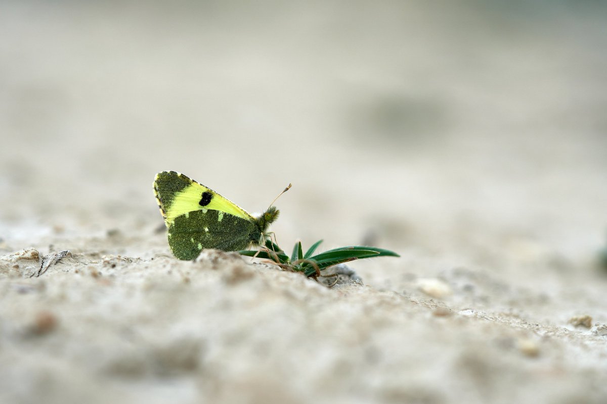 Max Anderson tweet media