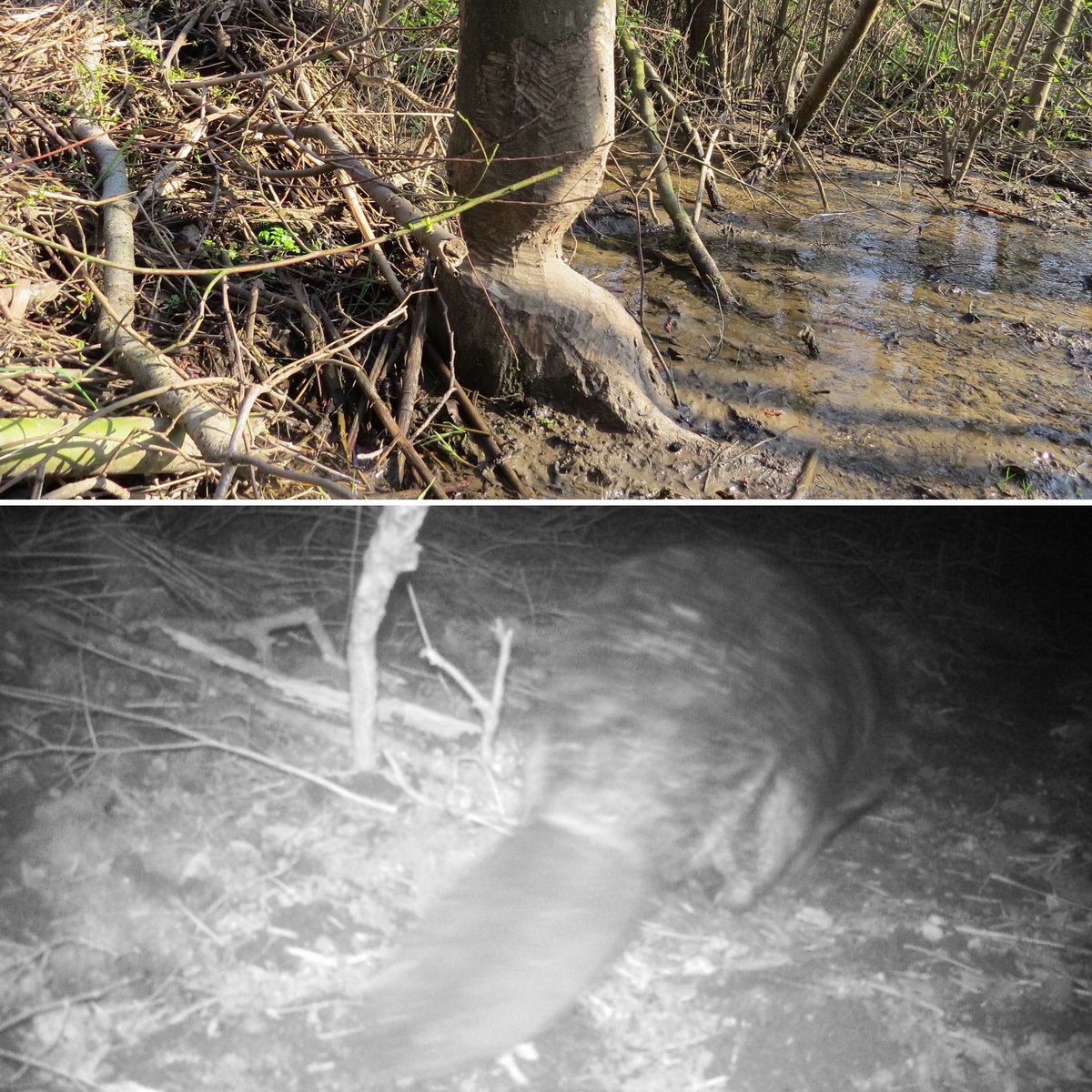 uli_paetzel's tweet photo. Tolle Nachricht aus dem #Emscher-Gebiet: Der #Biber ist zurück!🦫 Der überraschende Fund ist eine weitere Bestätigung für den ökologischen #Mehrwert durch den #EmscherUmbau.✅ Die #Natur kehrt in und an die #Gewässer zurück!💙💚
Fotos: Gunnar Jacobs/#EGLV https://t.co/DlUA9inHMW