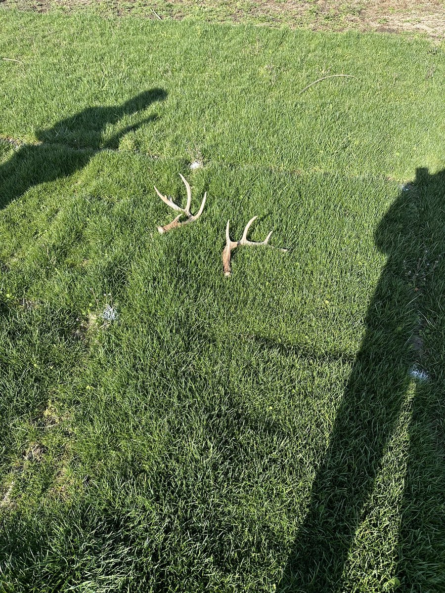 wayne_horman's tweet photo. Great visiting @TylerTalksTurf at OSU to review A-List trials. Clearly the Intense P Ryegrass is “buck approved”. He left his rack there last night @Landmarkseed @alistturf https://t.co/EwjXgkro1L