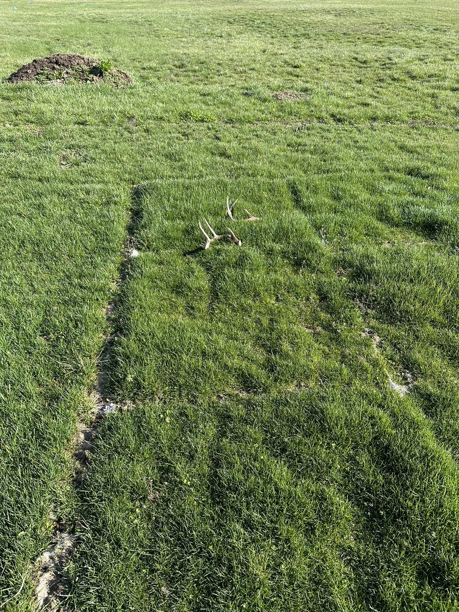 wayne_horman's tweet photo. Great visiting @TylerTalksTurf at OSU to review A-List trials. Clearly the Intense P Ryegrass is “buck approved”. He left his rack there last night @Landmarkseed @alistturf https://t.co/EwjXgkro1L