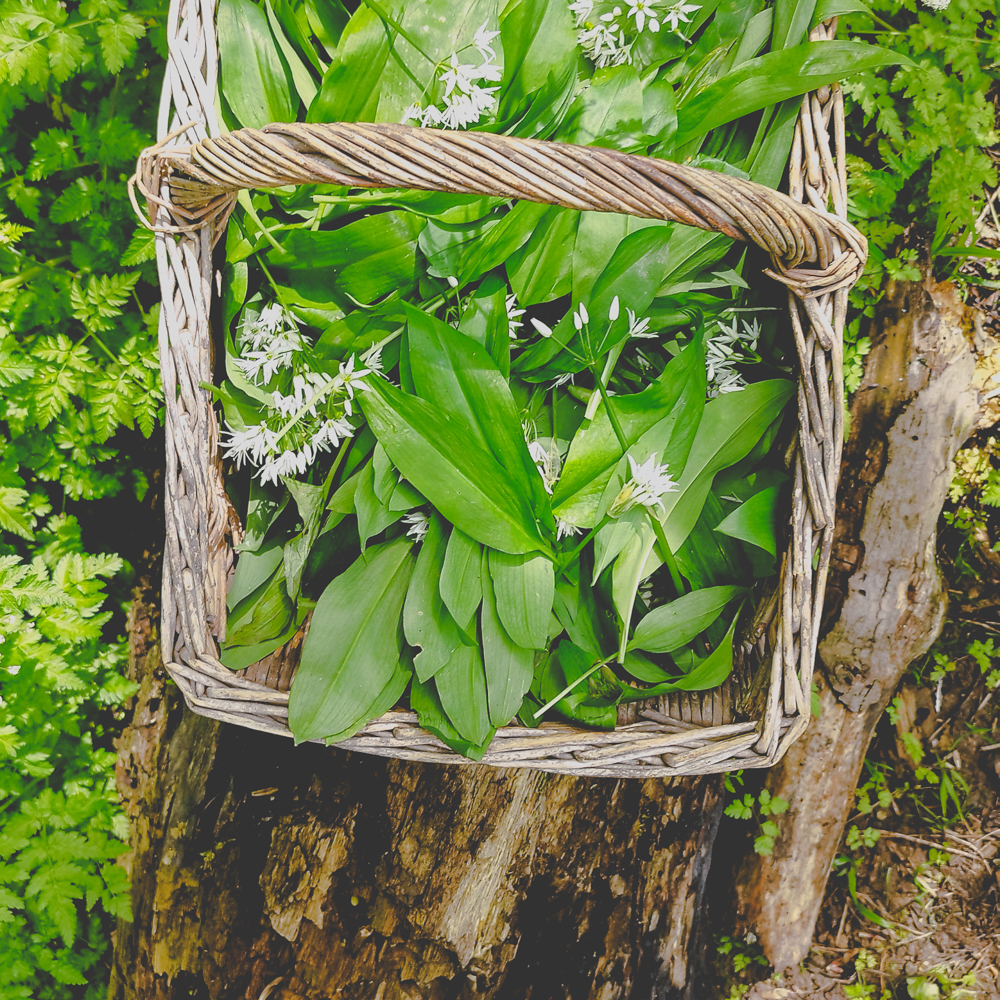 'Favourite wild edibles to forage in spring? Share your tips! 🌱 #SpringForaging #WildEdibles #ForagingFinds #EcoExplorers'