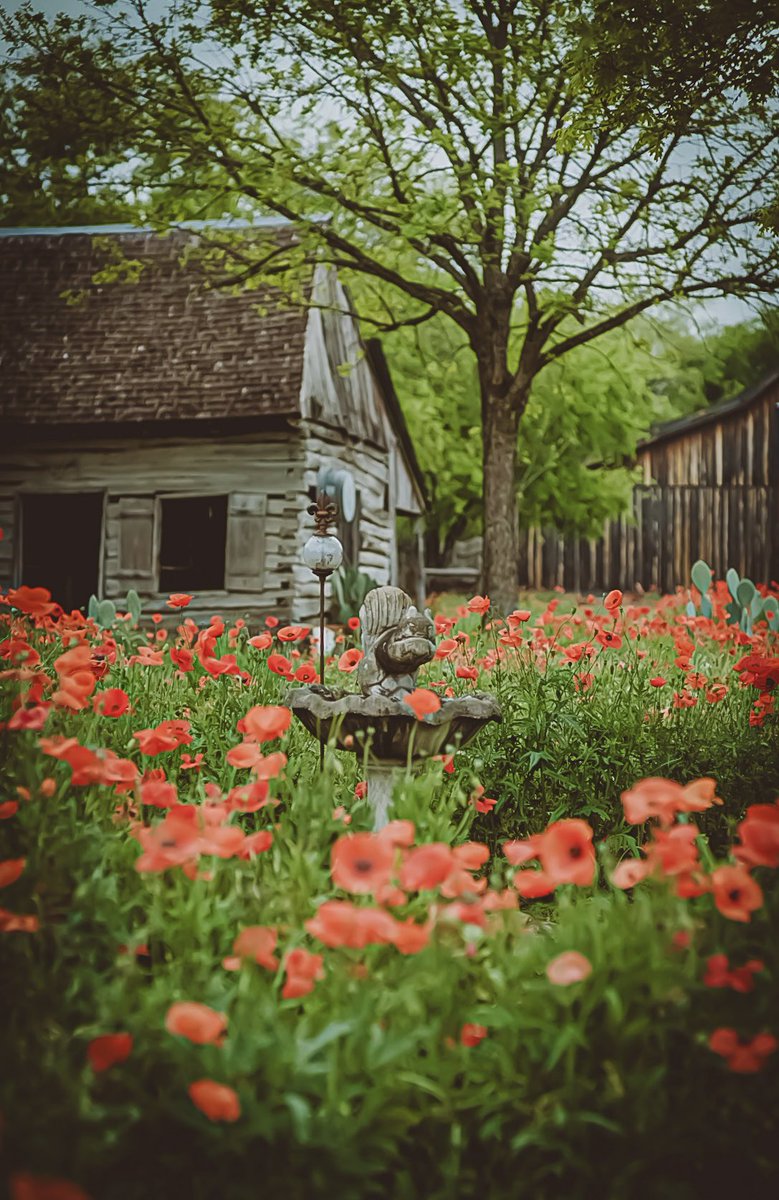 BlockchainBB001's tweet photo. My Wife and I had a chance to visit a beautiful home full of Poppies in #castrovilletx this past weekend. So vibrant and beautiful. Enjoy friends. #photograghy #castrovillepoppies
#poppies #photooftheday https://t.co/lxku6wWeGg
