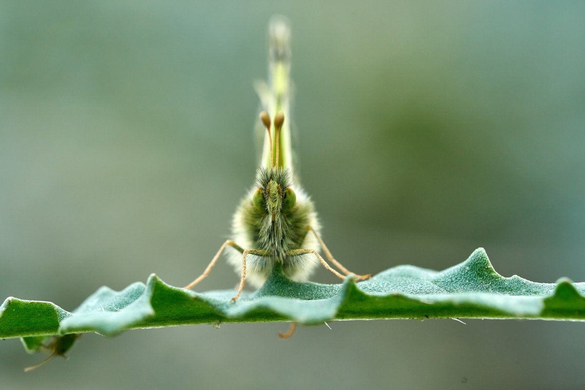 Max Anderson tweet media