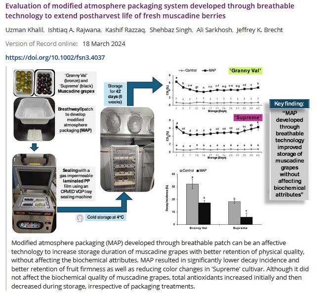 Here is the graphical abstract of our recent #publication with <a href="/UFPostharvest/">UFPostharvest</a> where we found that the MAP can improve storage life of muscadine grapes 🍇 at 4°C.
 doi.org/10.1002/fsn3.4…