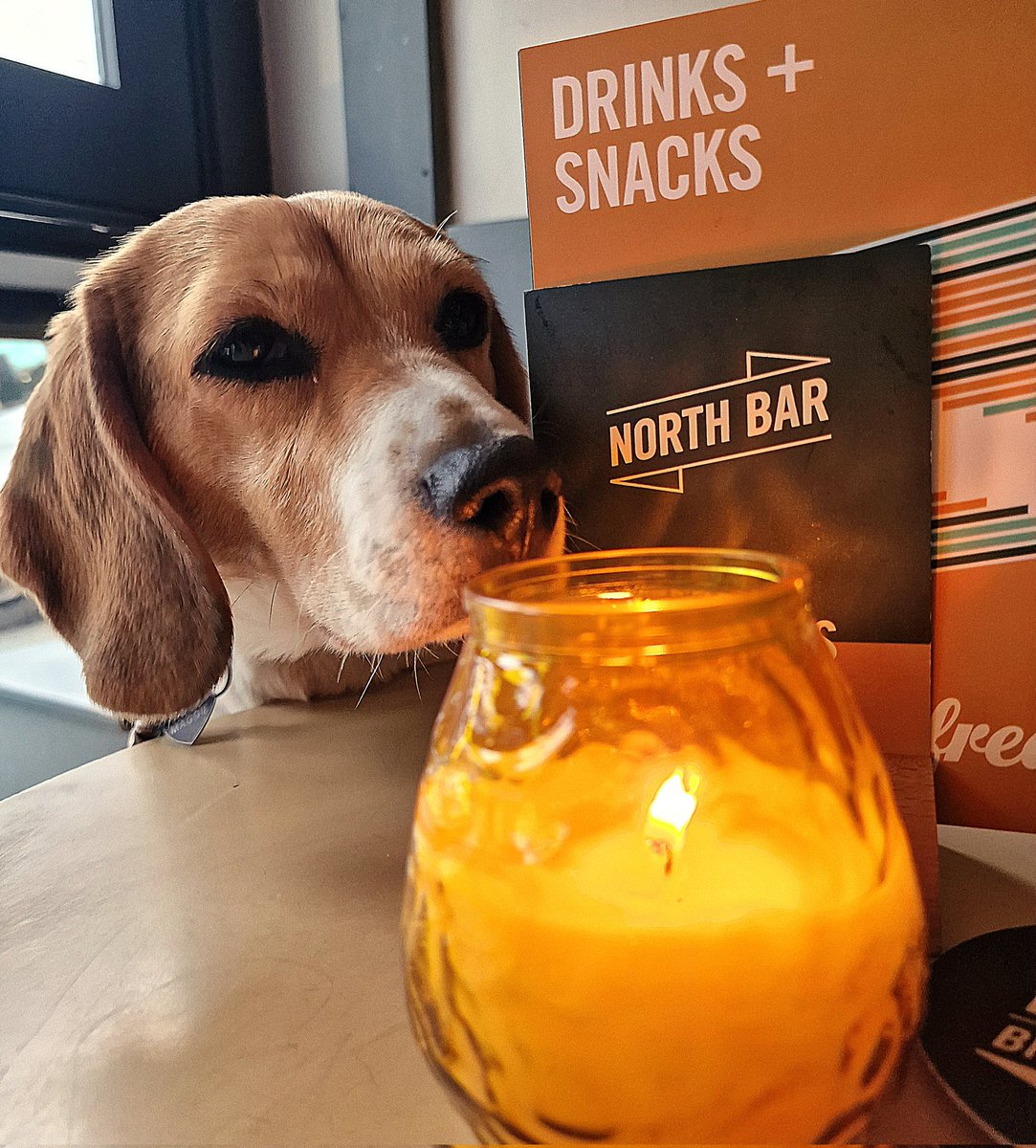 Here at Alfred’s we are dog friendly and oh do we love our four legged friends that come to join us🫶 #meanwood #northbrewing #dogs
