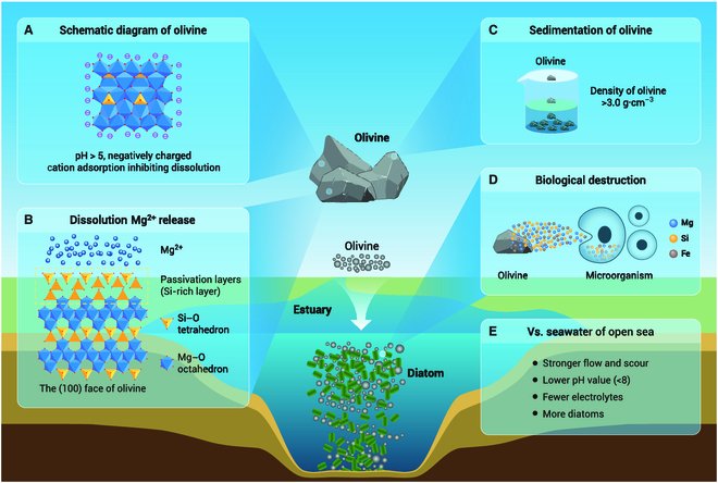 JUST PUBLISHED: Estuaries are promising sites for olivine dissolution engineering: Insights from olivine mineralogy Click here to read the latest free, Open-Access article from Ocean-Land-Atmosphere Research, a Science Partner Journal: spj.science.org/doi/10.34133/o…