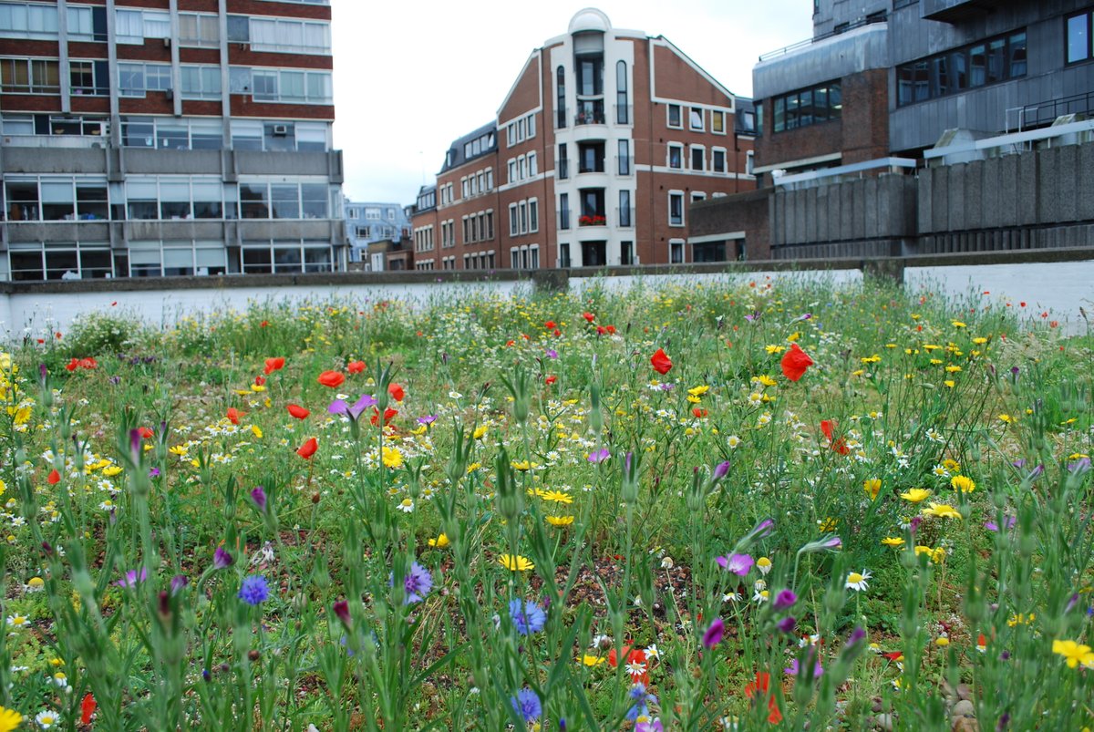 Did you know one of the many benefits of #greenroofs is the improvement in #biodiversity and wildlife. A green roof can create habitats for vegetation, insects and birds providing resting, feeding and nesting opportunities