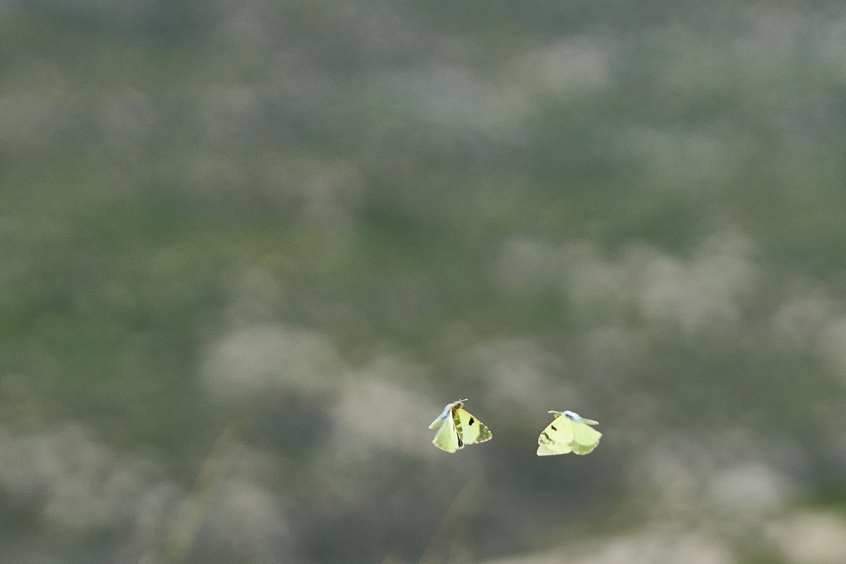 Max Anderson tweet media