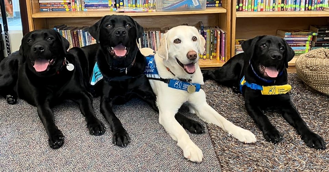 canineorg's tweet photo. #NationalReadingMonth 📚 A visit to the library is a delight to all our dogs, whether they're a breeder #dog, #therapydog, #servicedog or a #futureservicedog - whatever their job may be! 

#readingtime #reading #library #books https://t.co/di0O5dSy15