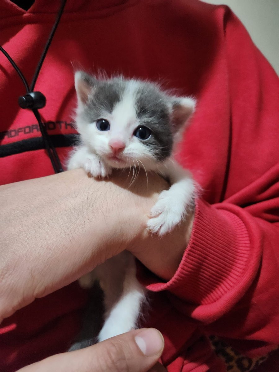 ESKİŞEHİR YUVA İLANI Yaklaşık 3-4 haftalık erkek. henüz süttozu ile besleniyor bakımından anlayan sorumluluklarını bilen ömürlük ailesini arıyor