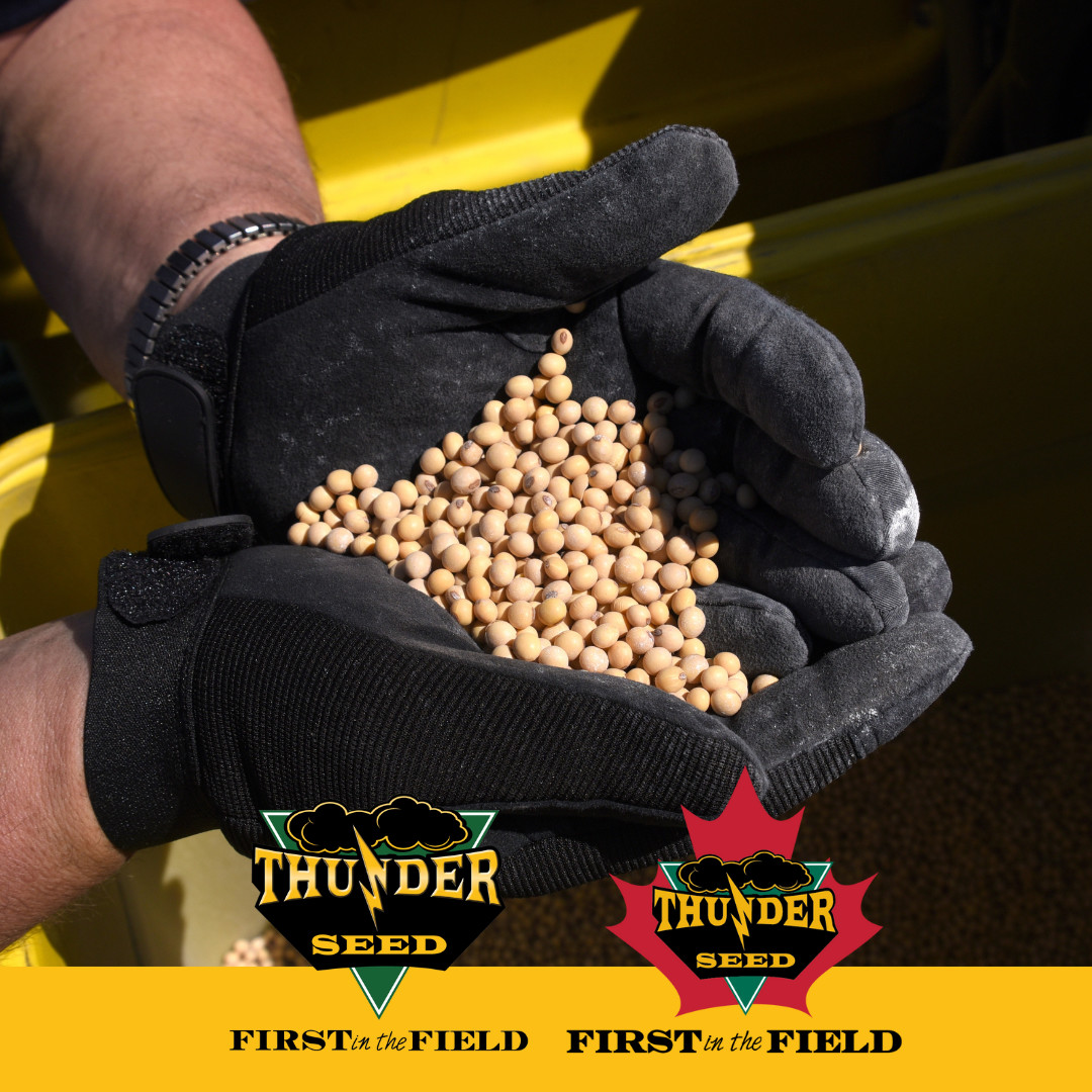 What a beautiful sight. 👀 ❤️ thunderseed.com #soybeans #thunderseed #firstinthefield #plant24