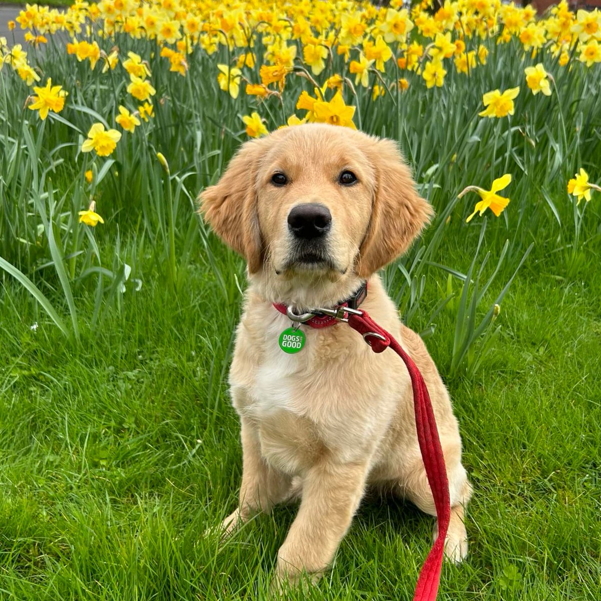 It's starting to look a lot like spring! 🍃 With the weather getting warmer and the days getting longer, puppy Ludo was out and about exploring the world earlier this week. We're looking for volunteers to look after puppies like Ludo. Learn more here: loom.ly/9LxeIyY