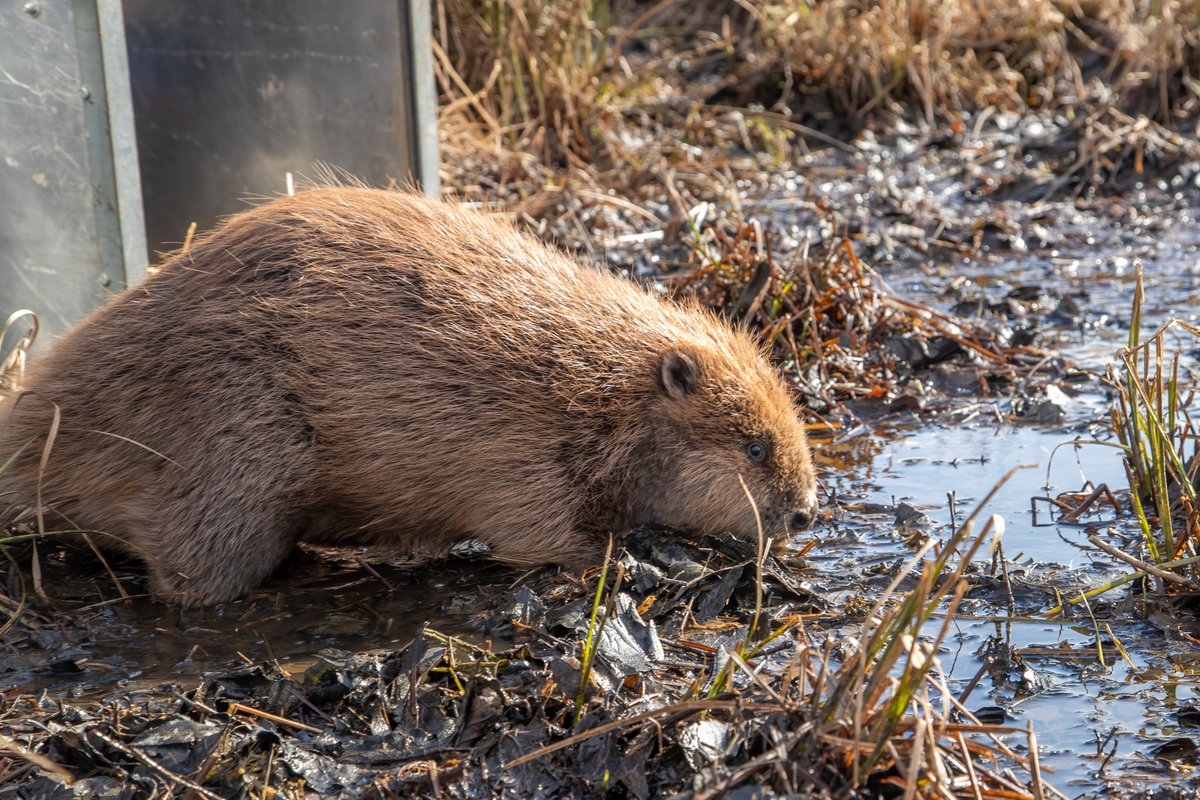 1/2 | Earlier this week two families of beavers were released at RSPB Insh Marshes, marking the final releases of our first ‘beaver year’ 🦫 Here, Jonathan, our Beaver Project Manager shares his thoughts, tells us how they are settling in, and what’s next cairngorms.co.uk/voices/beaver-…