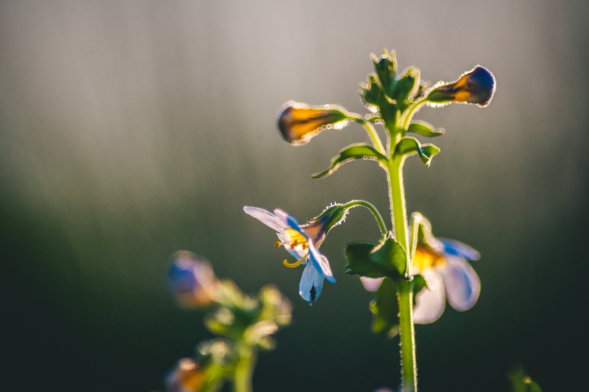 JohanSmit_Photo's tweet photo. Bathed in golden backlight, even the tiniest blooms in the bush reveal their intricate beauty. https://t.co/2RDJKQWHrV