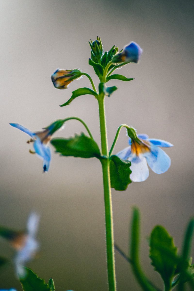 JohanSmit_Photo's tweet photo. Bathed in golden backlight, even the tiniest blooms in the bush reveal their intricate beauty. https://t.co/2RDJKQWHrV
