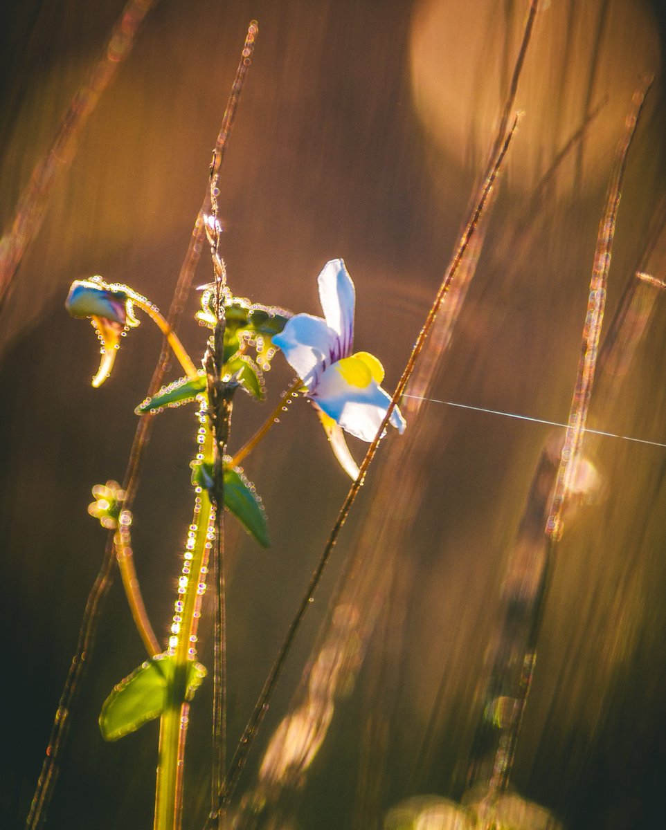 JohanSmit_Photo's tweet photo. Bathed in golden backlight, even the tiniest blooms in the bush reveal their intricate beauty. https://t.co/2RDJKQWHrV