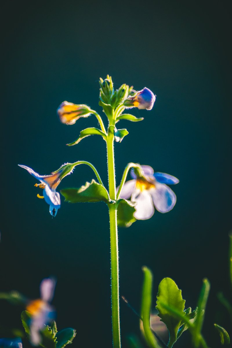 JohanSmit_Photo's tweet photo. Bathed in golden backlight, even the tiniest blooms in the bush reveal their intricate beauty. https://t.co/2RDJKQWHrV