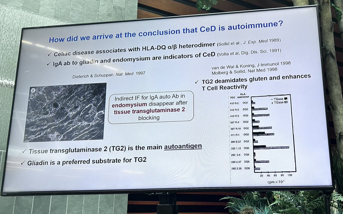 Very interesting summary <a href="/VerduLab/">Verdu Lab</a> .. how did we arrive at the conclusion that CeD is autoimmune? 
A review on the CeD mechanisms and auto antigens @FFDHRI <a href="/machealthsci/">McMaster Health Sciences</a>