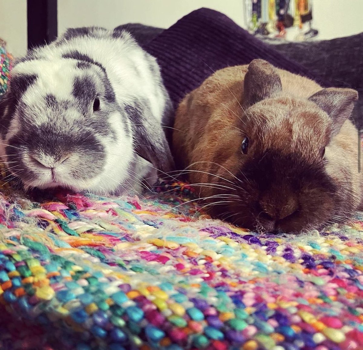 strachan_stacey's tweet photo. @JohnLewisRetail #JLEaster I love the bunny 😍🐰 my beautiful boys went to bunny heaven last year and I miss them every day 😢 https://t.co/LmjqxZY3tW