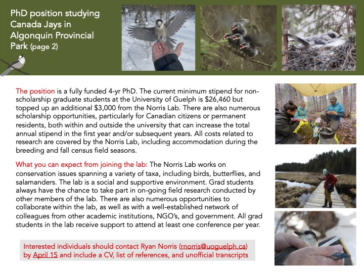 New PhD position available to study Canada Jays in Algonquin Park!