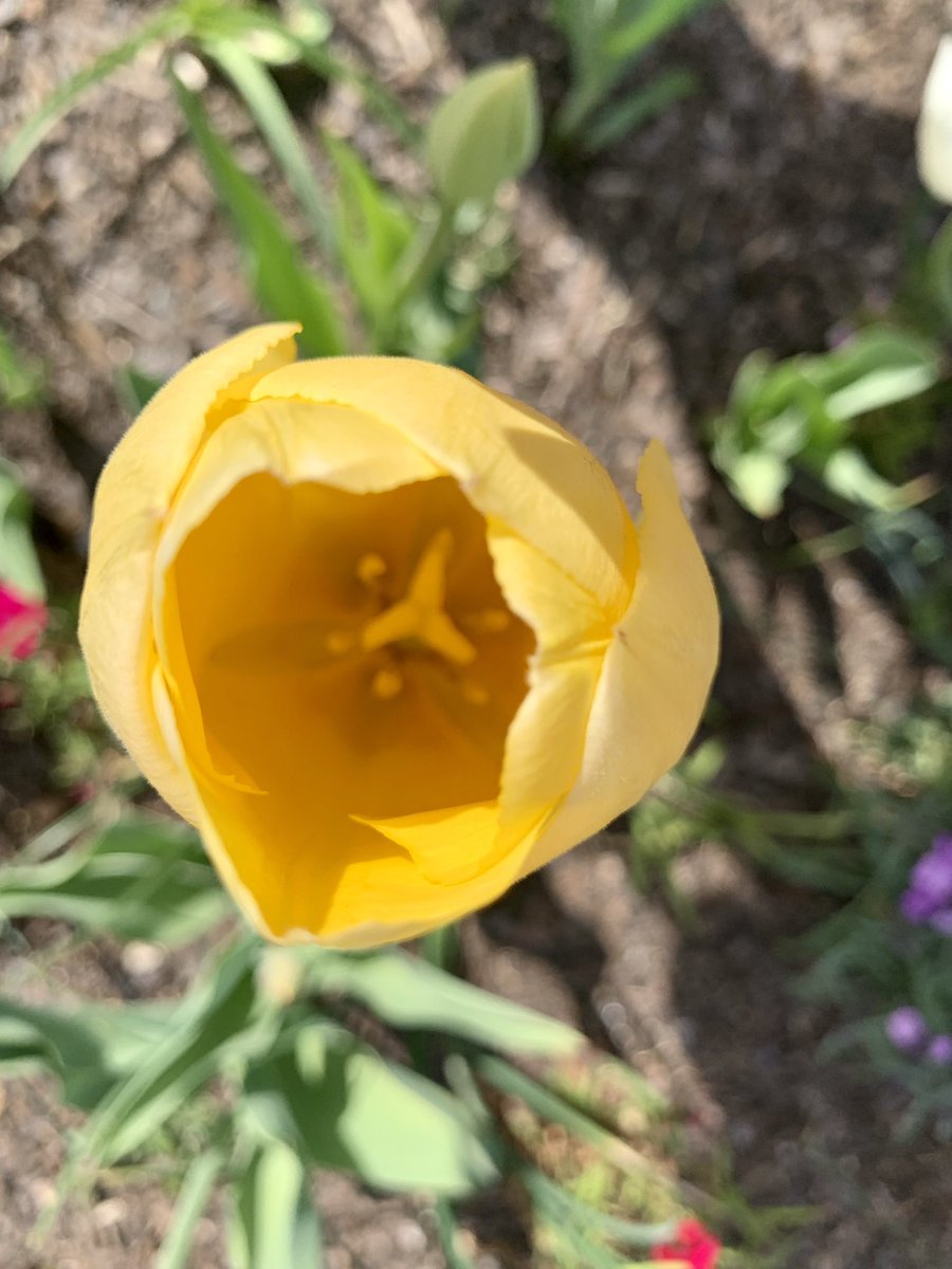 still tulips @DukeGardens