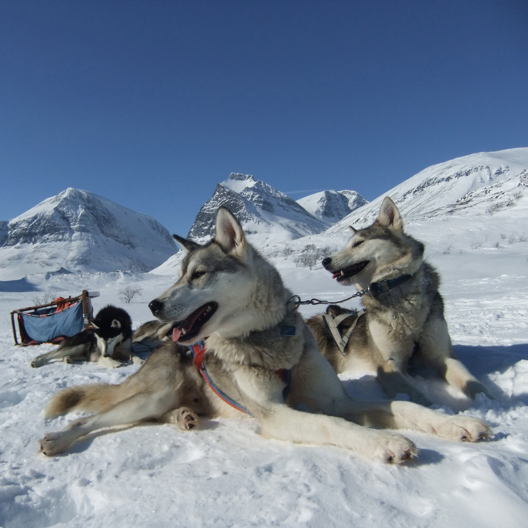 New last minute availability!! 😍 A space on our Husky Mountain Expedition in Lapland has just become available 10.04-17.04.24 due to a cancellation - An 8 day/7 night dog sledding adventure along the King's Trail in the Lapland mountains! 🛷🐺 naturetravels.co.uk/dog-sledding-s…