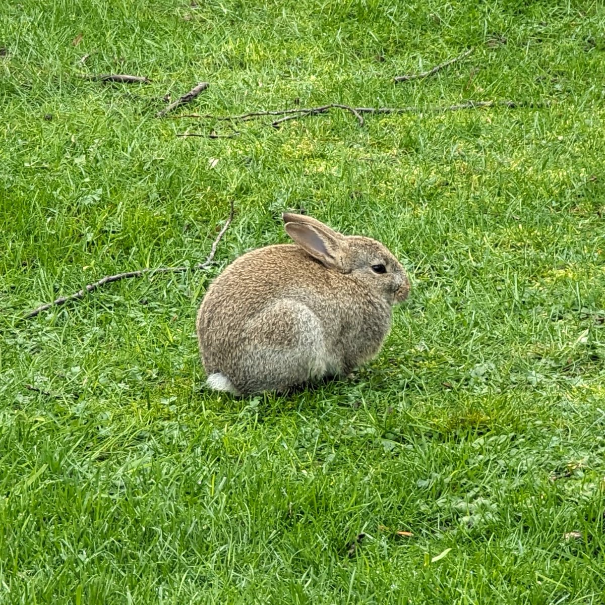 🐣 We’re hopping into Easter! From the ducks to the heron, we love the biodiversity on campus! We wish you a restful break. If you’re a member of staff still on campus follow the Easter Shutdown guide: bit.ly/3TBUKDr 📸: Leslie Arkless, Eleanor Wright, @birder_bee