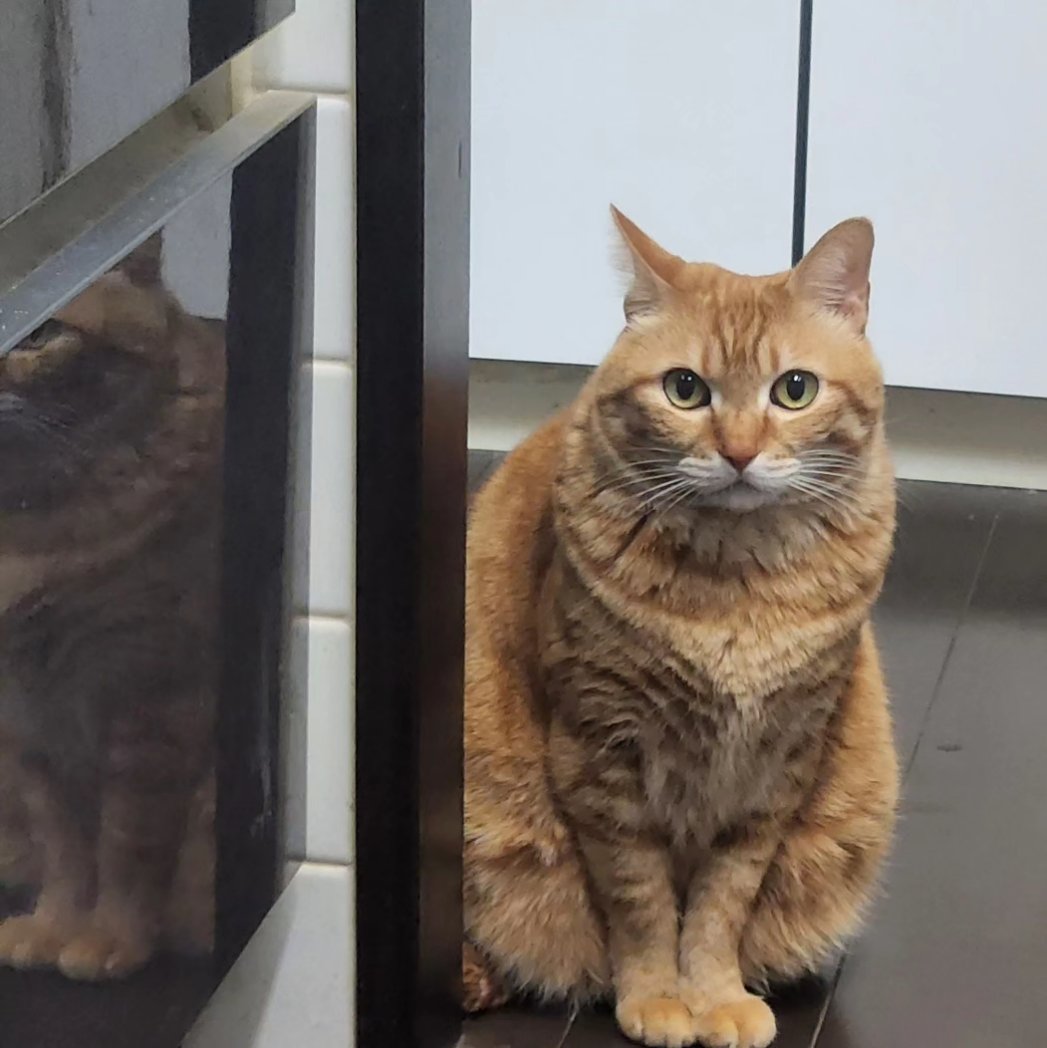 yoichin209's tweet photo. ただいま～るる😺🎵
いよいよ人としてだな❗️
マジで最低だ😡‼️

#猫 　#猫スタグラム 　#保護猫
#癒しの時間 　#願い事　#最低 https://t.co/ebZrnbx5EB