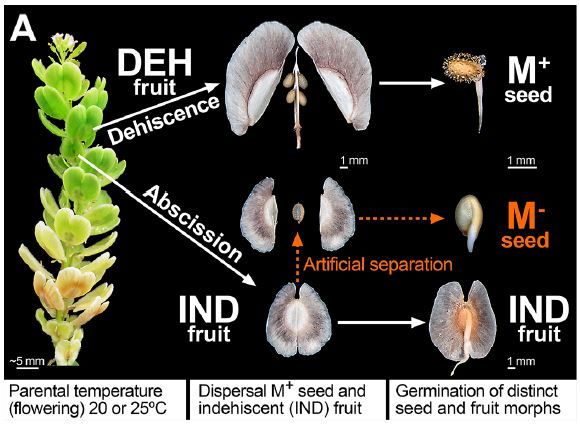 The dimorphic diaspore model Aethionema arabicum (Brassicaceae):Distinct molecular and morphological control of responses to parental and germination temperatures (Jake O Chandler et. al.) buff.ly/3Vviagw @RoyalHolloway @Shakeyjc @Waheed_Arshad @NoeFPbio @RHULBioSci @ASPB