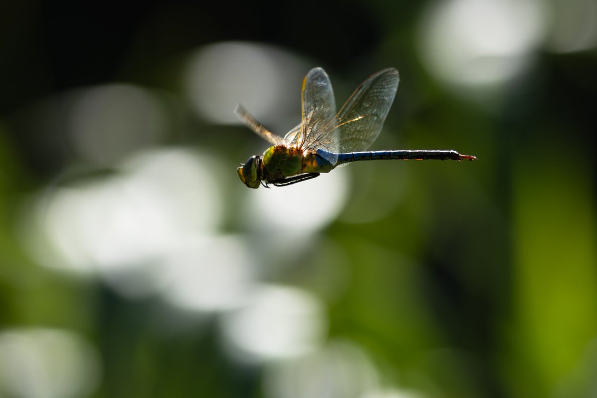 Common green darner in flight with bokeh balls of sunlight reflecting off dancing grass in the background.

ƒ/5.6 1/800 335mm ISO125
#darner #dragonfly #insects #odonata #wildlife #photography