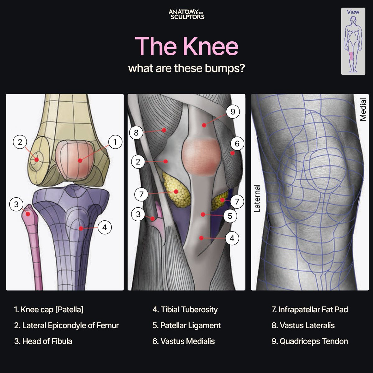 It's quite difficult to understand the form of the knee since it has many different bumps and depressions. However, when we look at its anatomy, it all becomes clear! #anatomy #characterdesign #3dmodeling