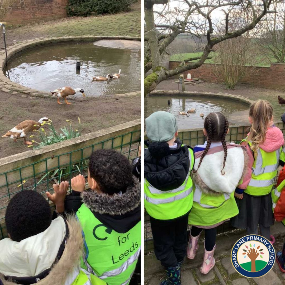 SharpLaneLeeds's tweet photo. They even got to see some newborn piglets and a calf! The children were absolutely fantastic and very resilient when a donkey came to say hello ππ£π
#schooltrip #leedslearning #onthefarm #eyfsoutdoors #sharplaneschool https://t.co/w0d87YG1xM