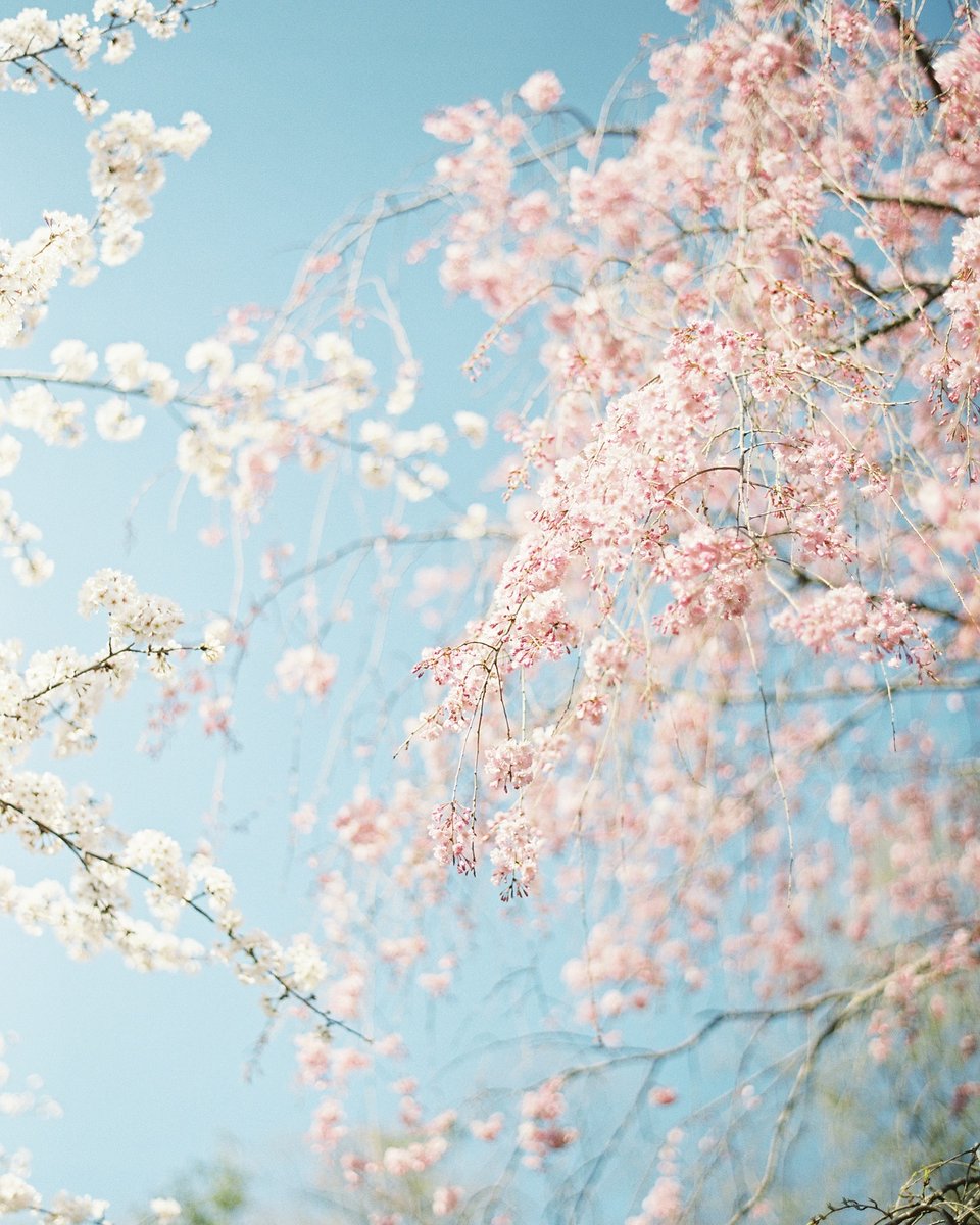 RichardPhotoLab's tweet photo. Cherry blossom views 🌸 @theelizabethrae⁠
⁠
#richardphotolab #filmlab #cherryblossom #analog #shootfilm #filmphotography  #shotonfilm #prophotolab #profilmlab #filmforever #filmfeed #filmtones #filmprocessing #grainisgood #ishootfilm #sakura⁠
#fineartphotography #fujifilm https://t.co/zFs5Q8ZMDr