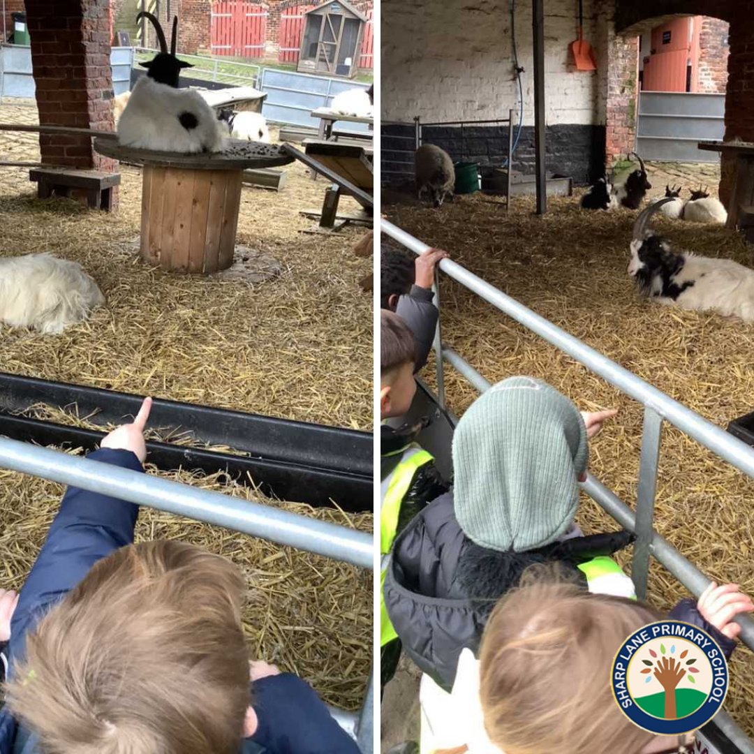 SharpLaneLeeds's tweet photo. They even got to see some newborn piglets and a calf! The children were absolutely fantastic and very resilient when a donkey came to say hello ππ£π
#schooltrip #leedslearning #onthefarm #eyfsoutdoors #sharplaneschool https://t.co/w0d87YG1xM