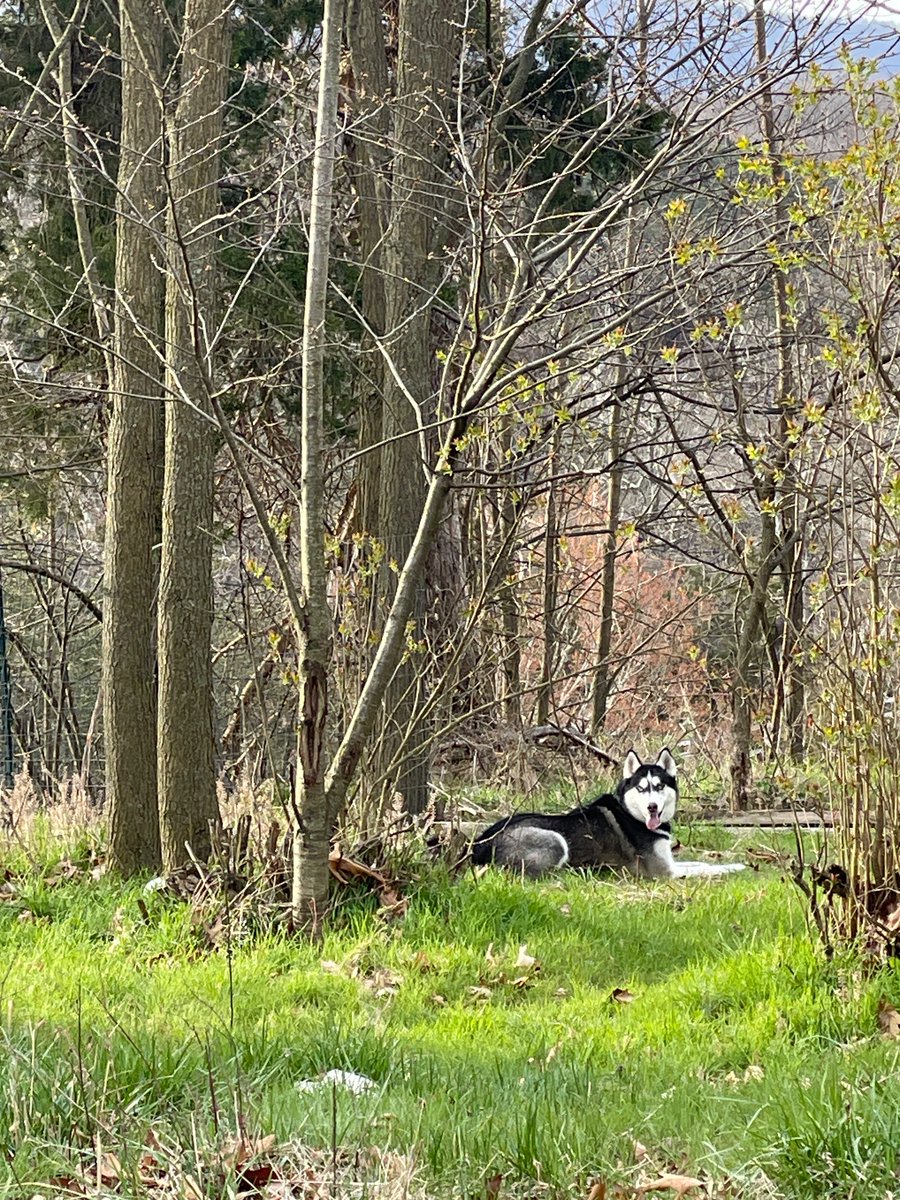 DominaVontana's tweet photo. Baby’s 1st chainsaw. I am so beat. Fell my first tree legs ache my arms feel like electricity. Saved a few fruit trees and eliminated half a dozen giant thorn bushes. When I get in country mode? Ain’t no stopping 🤠 just like the dungeon 😈#borncountry #countrygirl #mountainmama https://t.co/oToCxRsEFc