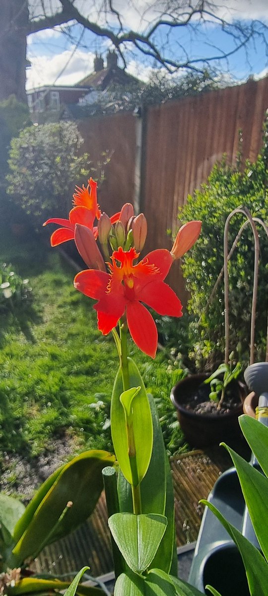 Can anyone Id this shop bought orchid please only tag on it said epicattleya? @Orchid_hunters @HardyOrchidSoc @orchidcommittee