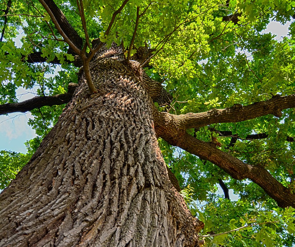BrothersTree_'s tweet photo. Call our tree and landscape company to elevate your backyard! We're here for you. 

#BrothersTreeService #TreeTrimming #TreeRemoval #Pruning #Removal #Tree #YardHack #Landscape #Landscaping https://t.co/Ns0GzCWpM0