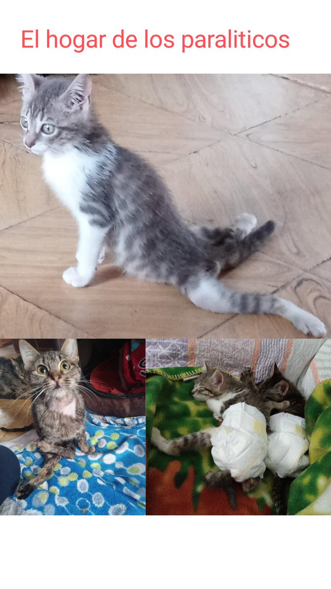 Luisa Rodri El hogar de los paraliticos tweet media