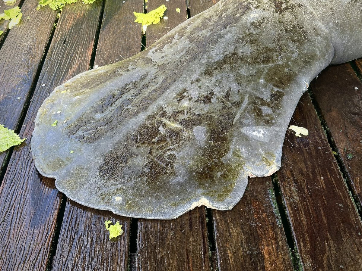 It’s Manatee Appreciation Day and we want you to meet Arthur, an adult male manatee that was rescued on January 17, 2024, from Crystal River in Citrus County. 🍊 Manatee photos and video taken by ZooTampa under USFWS Permit No. MA90101C