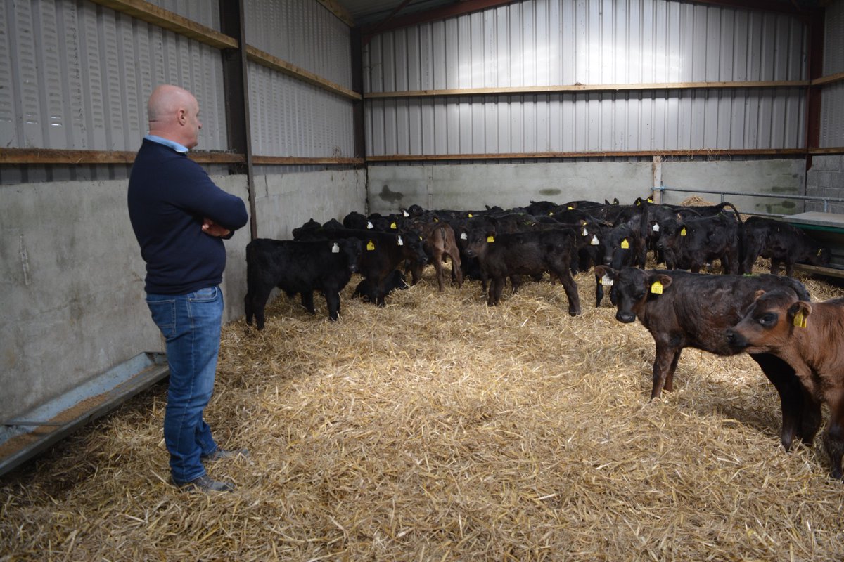 Great to get out to the farm of Tom Anglim in Fethard, Co Tipperary yesterday to have a look at his super Angus calves, Tom had award-winning calves last year at Cashel Mart and we are sure these will do the same. All are fed with our Agway Duo 24% milk replacer and Stir &amp; Boost
