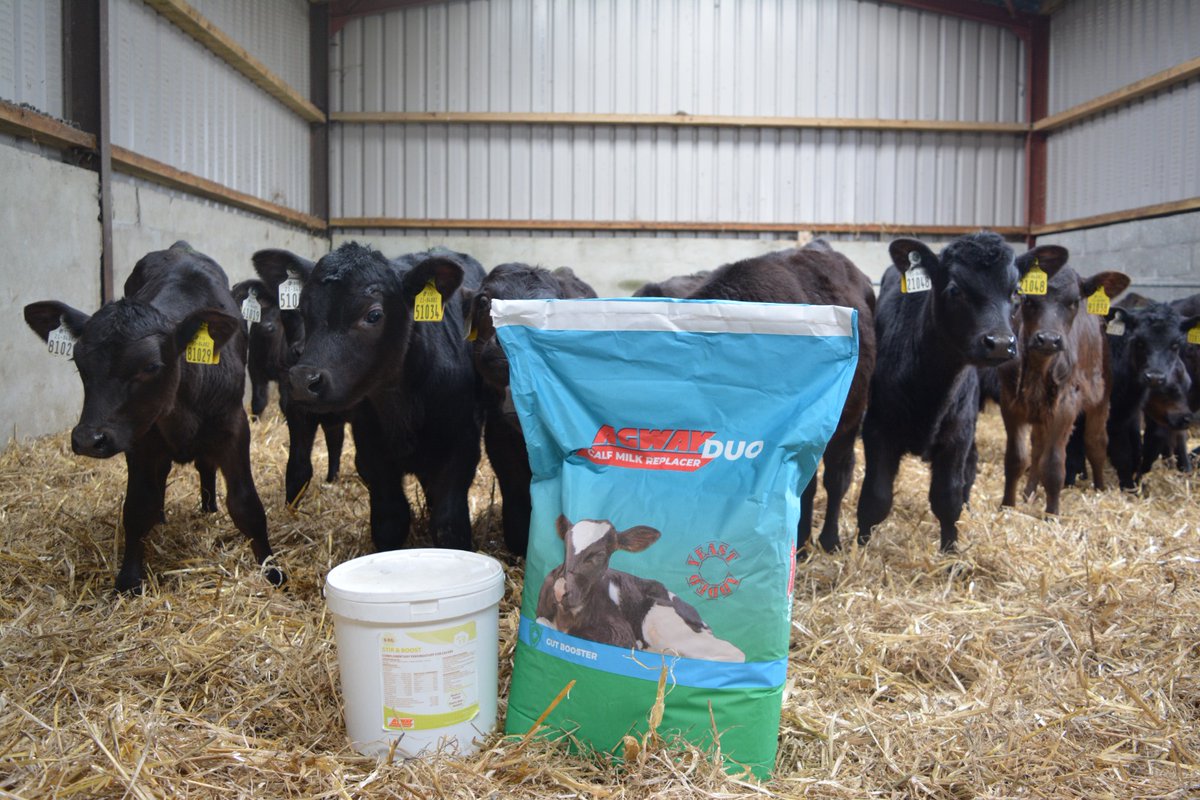 FarmsHoward's tweet photo. Great to get out to the farm of Tom Anglim in Fethard, Co Tipperary yesterday to have a look at his super Angus calves, Tom had award-winning calves last year at Cashel Mart and we are sure these will do the same. All are fed with our Agway Duo 24% milk replacer and Stir &amp; Boost https://t.co/FI7c0roEDc